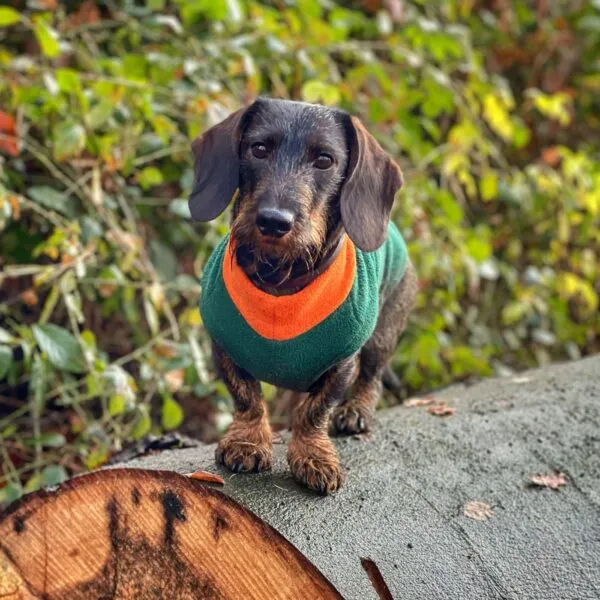 Hund im maßgeschneiderten Polartec Fleece Hundepullover in Grün