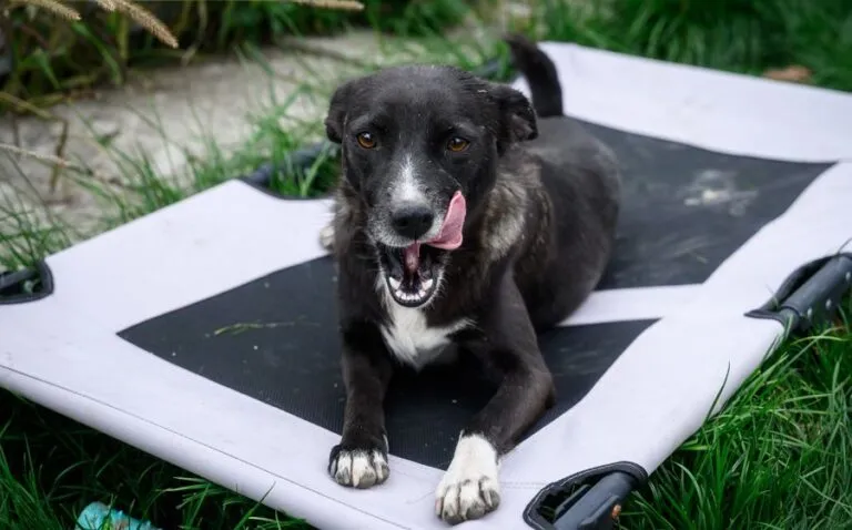 Hund lächelt im Freien