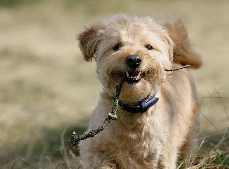 Hund mit Halti an der Leine, zeigt korrekt angelegtes Kopfhalfter für Hunde im Training