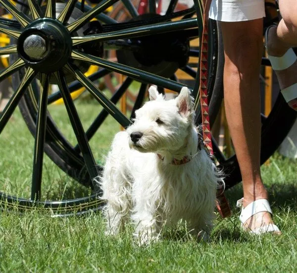 Hund mit Verband am Bein als Sinnbild für ernährungsbedingte Probleme bei Hunden