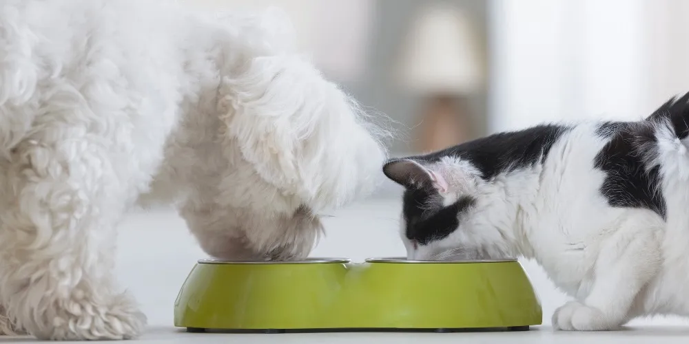 Hund schnüffelt neugierig am Katzennapf unter den wachsamen Augen der Katze