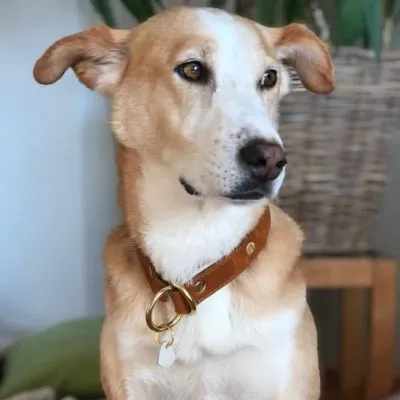 Hund trägt ein klassisches Lederhalsband mit natürlicher Optik