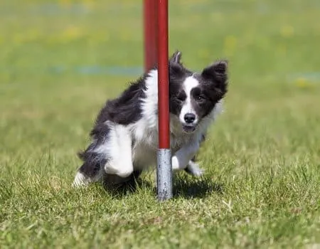 Hund trainiert im Agility-Park am Hundestrand Neßmersiel, Dornum, eingezäunte Freilaufzone an der Nordsee