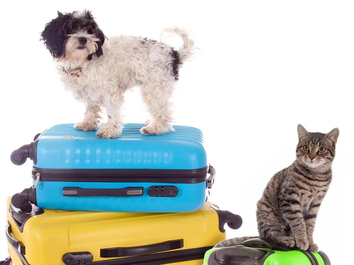 Hund und Katze auf Reisekoffern, bereit für den Urlaub – ein Symbol für entspanntes Reisen mit Hund.