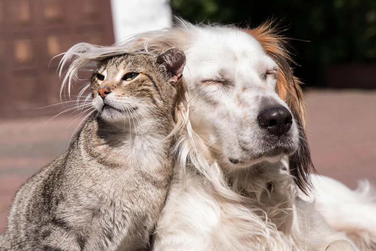 Hund und Katze, die beliebtesten süßen Haustiere, eng beieinander liegend