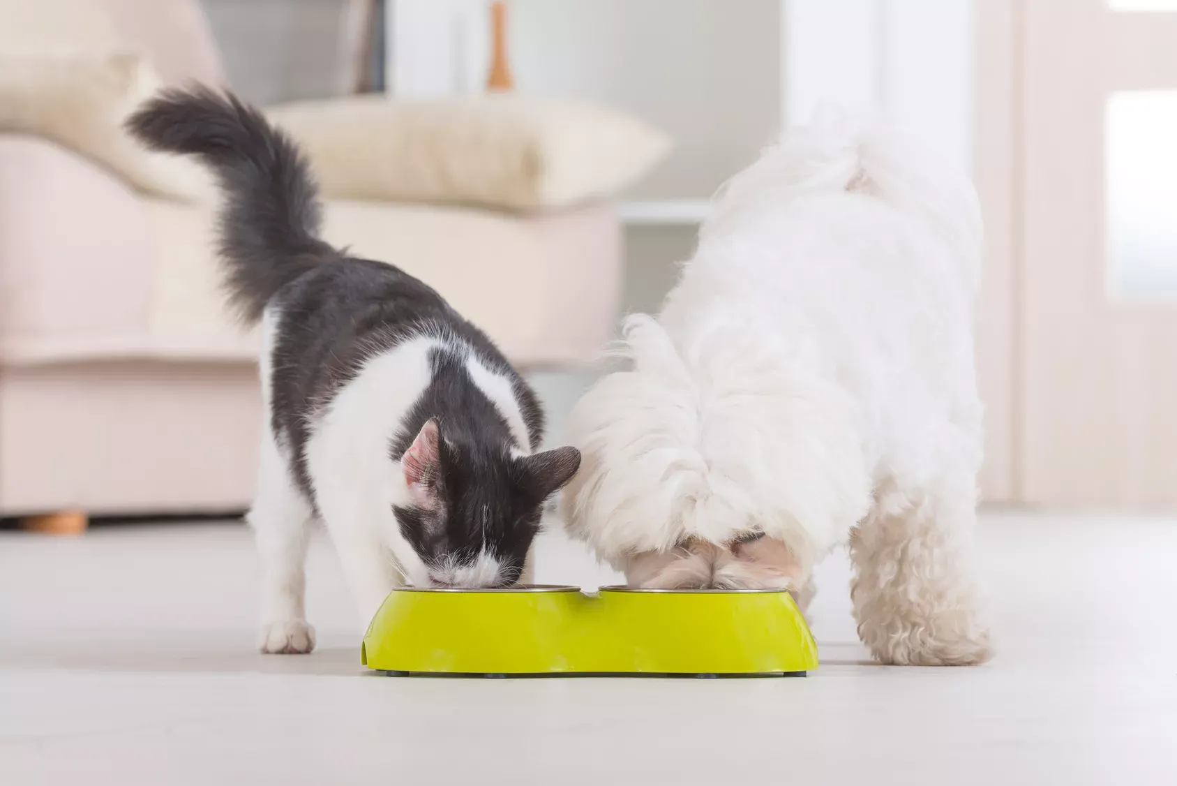 Hund und Katze fressen nebeneinander, verdeutlicht die Notwendigkeit getrennter Futterplätze, um das Fressen von Hundefutter durch Katzen zu verhindern.