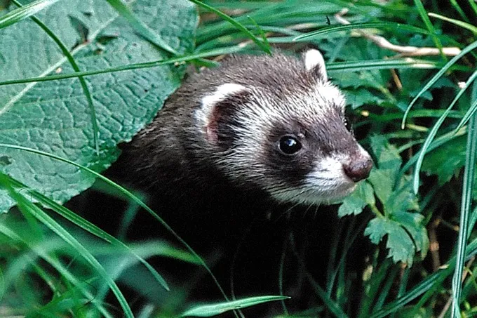 Iltis in seinem natürlichen Lebensraum, versteckt im hohen Gras