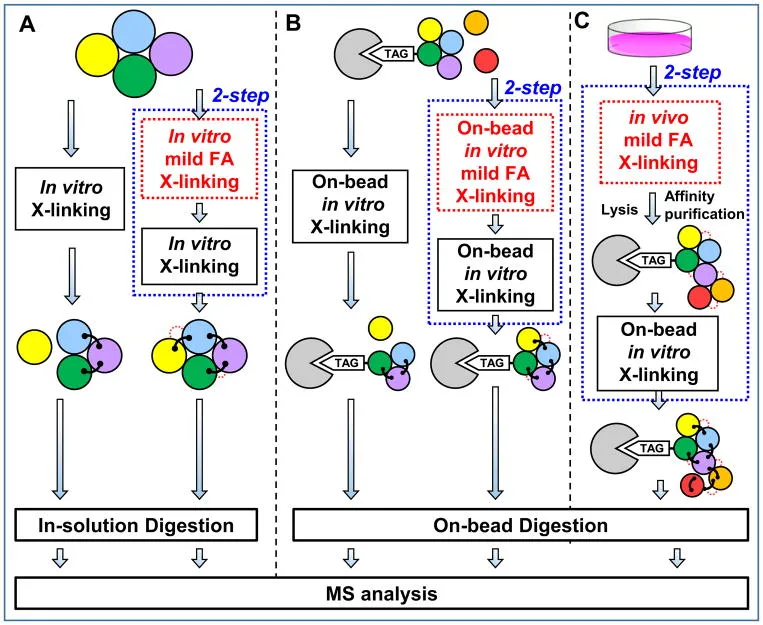 In vitro Vernetzungsstrategien für Proteinkomplexe.