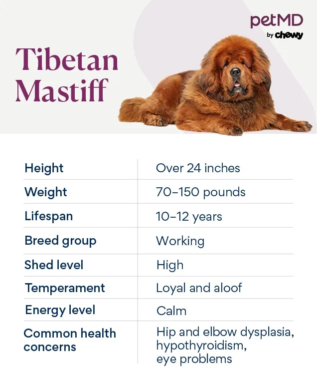 Infografik über den Tibet Mastiff: Eigenschaften, Größe und Pflegehinweise