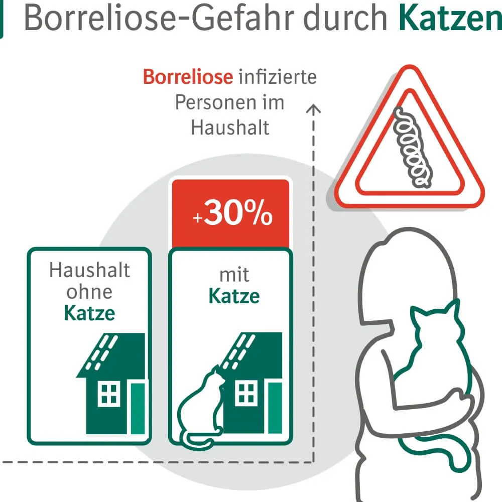 Infografik zum erhöhten Borreliose-Risiko für Katzenhalter und die Bedeutung von Zeckenmitteln für Katzen.