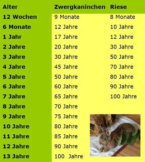 Infografik zum Vergleich von Kaninchenalter in Menschenjahren