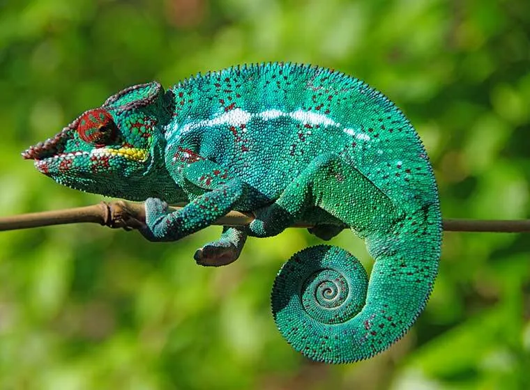 Jemenchamäleon sitzt auf einem Ast