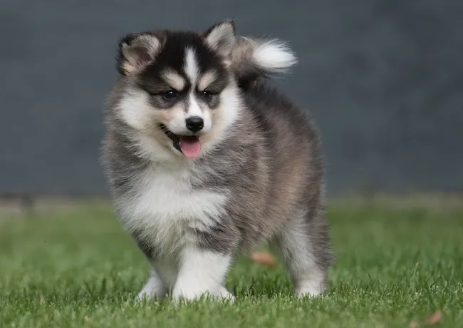 Junge Pomsky Welpen erhalten ihre erste Impfung beim Tierarzt für einen gesunden Start ins Leben.