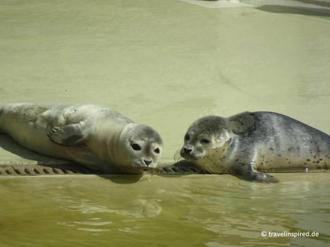 Junge Seehunde (Heuler) in der Seehundstation Friedrichskoog, ein herzerwärmendes Erlebnis und wichtige Unterstützung für den Artenschutz.