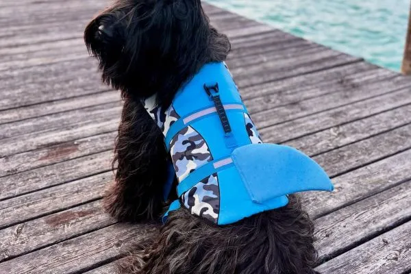 Junger Briard mit freundlichem Blick, sitzend in einer natürlichen Umgebung