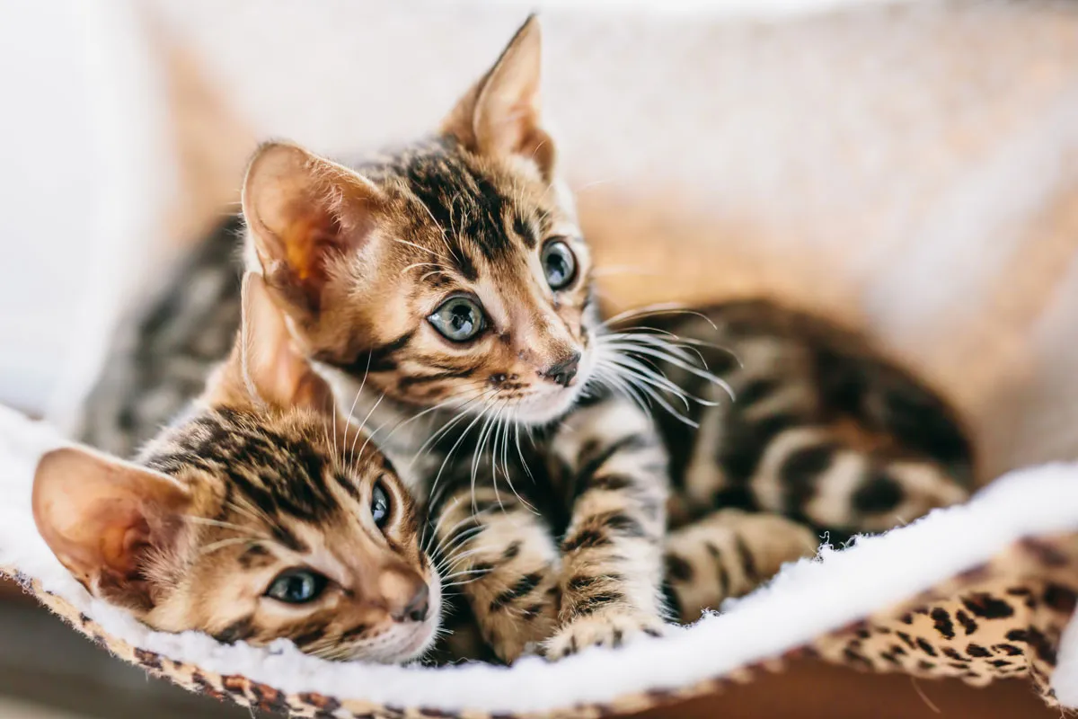 Junges Bengalkatzenkitten spielt auf einer Decke, Betonung der Notwendigkeit eines seriösen Züchters