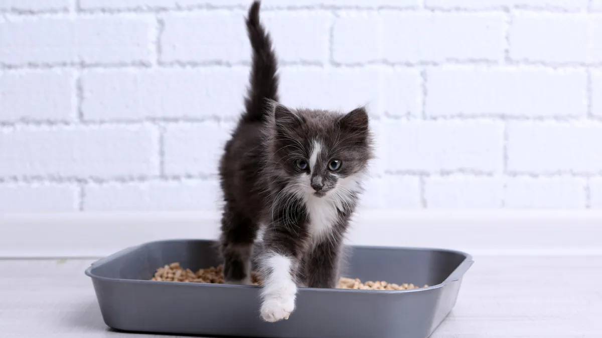 Junges Kätzchen in einem Katzenklo mit niedrigem Rand