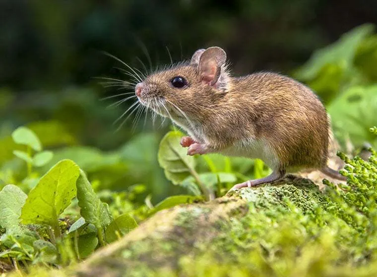 Junges Maus als Haustier, das neugierig aus einem Käfig schaut.