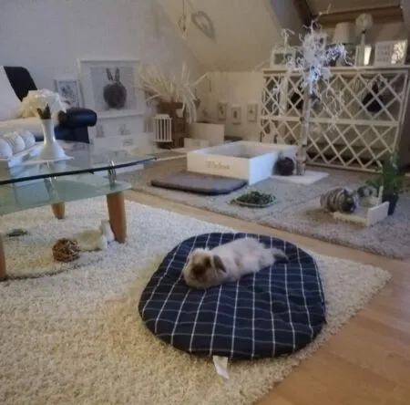 Kaninchen erkunden frei eine Wohnung