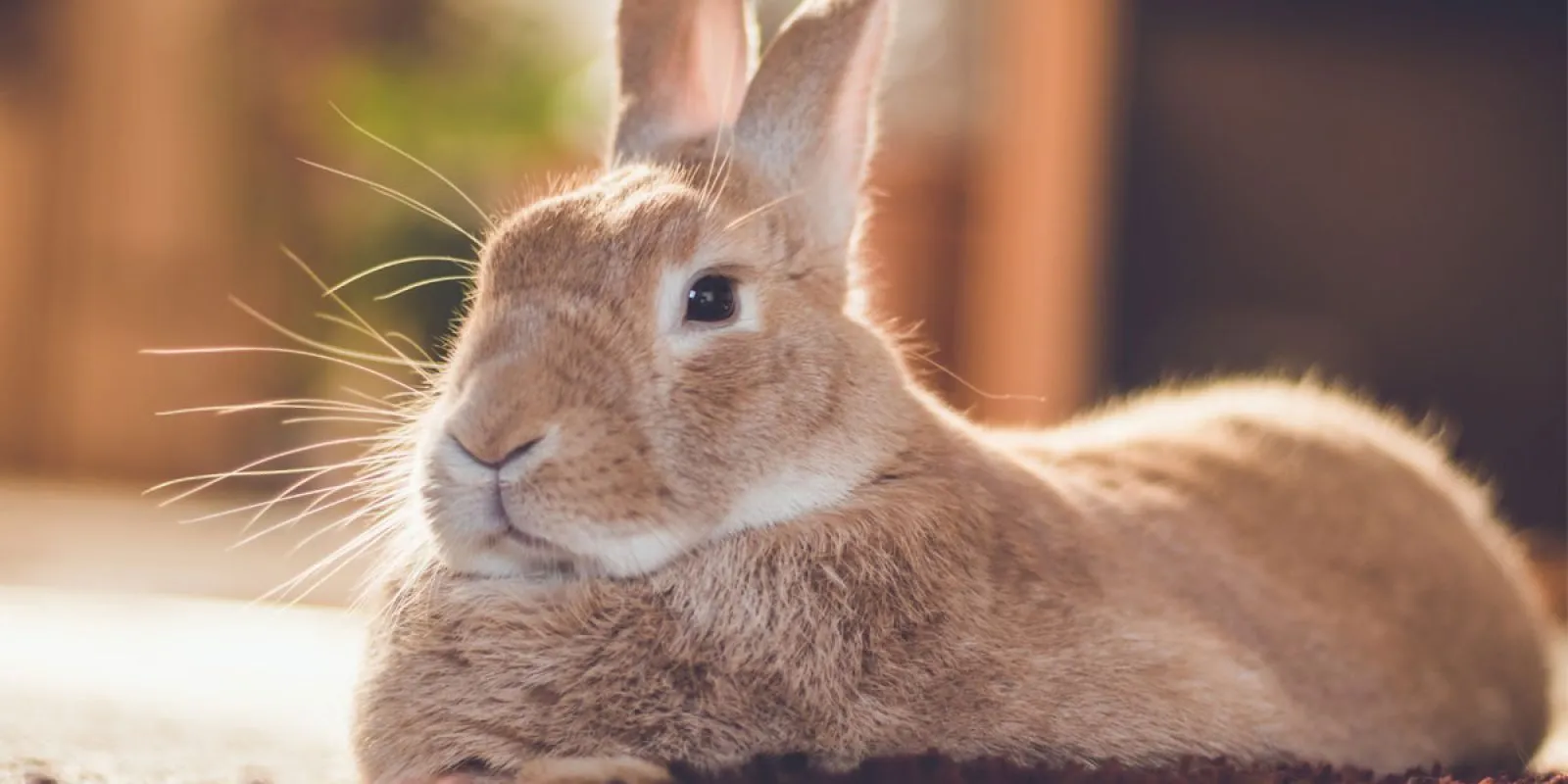 Kaninchen frisst von einem Futterbaum