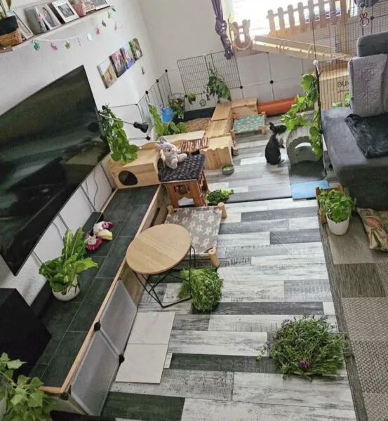 Kaninchen mit Spielzeug im Gehege