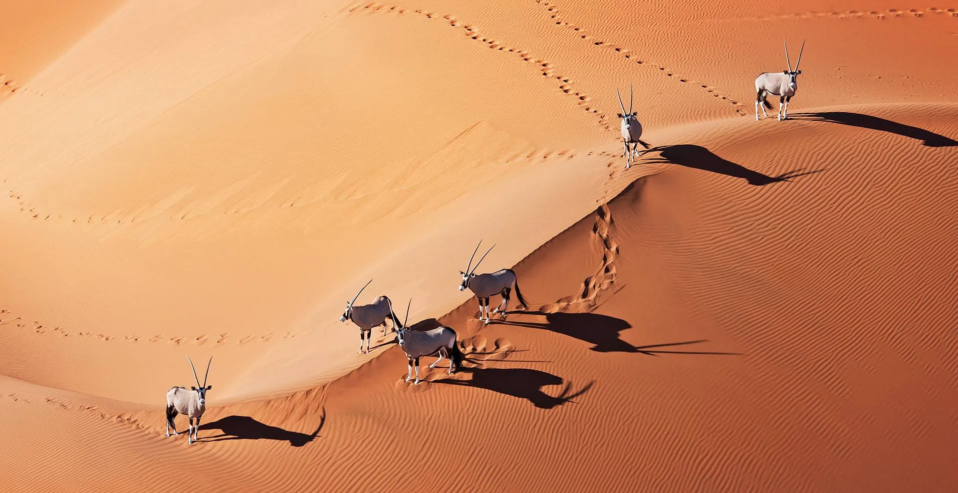 Karakal in seinem natürlichen Lebensraum
