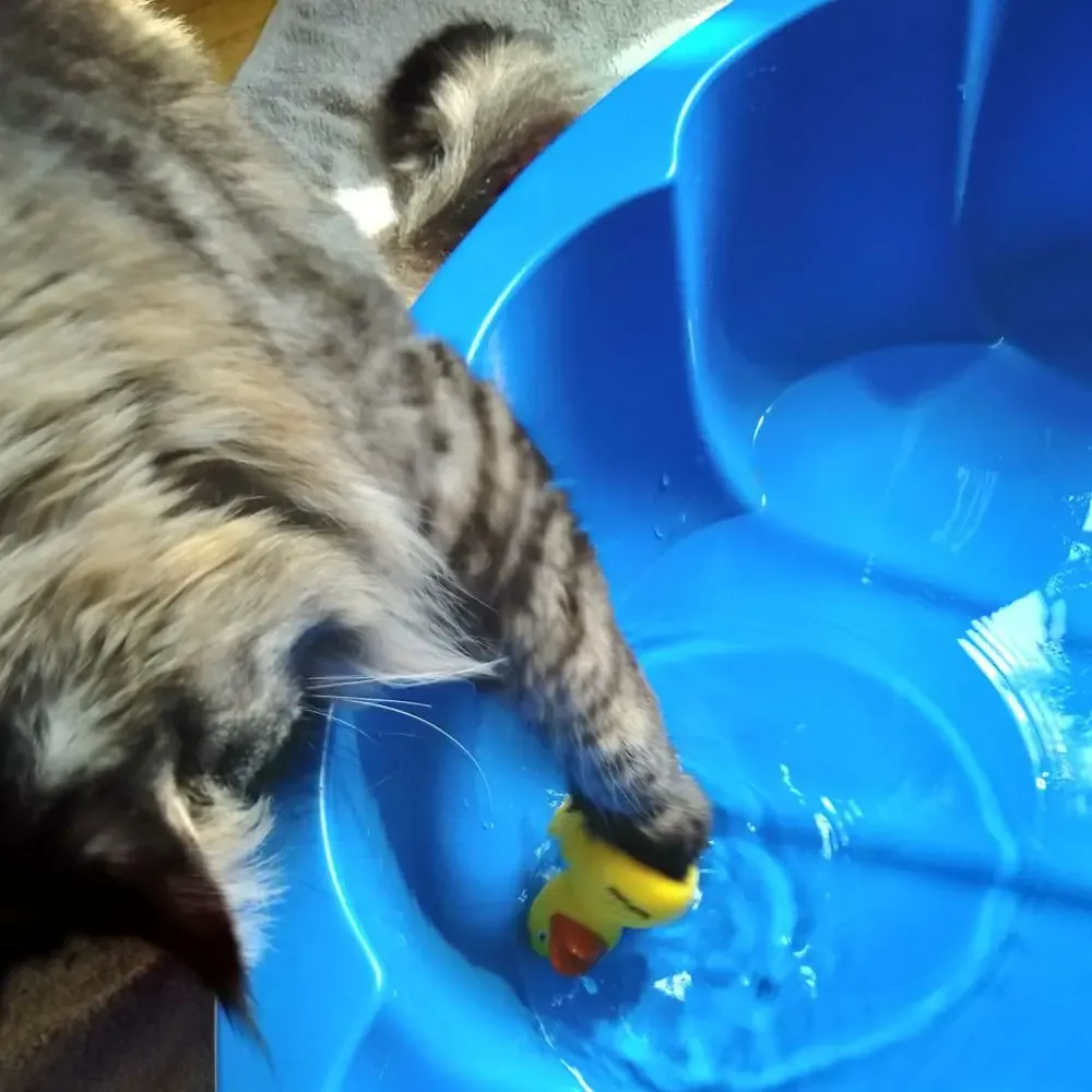 Kater Spirit spielt begeistert mit wasserfestem Spielzeug im Katzenpool, eine tolle Beschäftigung.