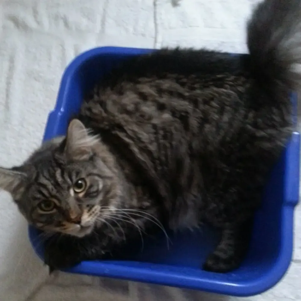 Kater Spirit testet ein großes Lavoir aus Plastik als alternative Abkühlung zum Katzenpool.