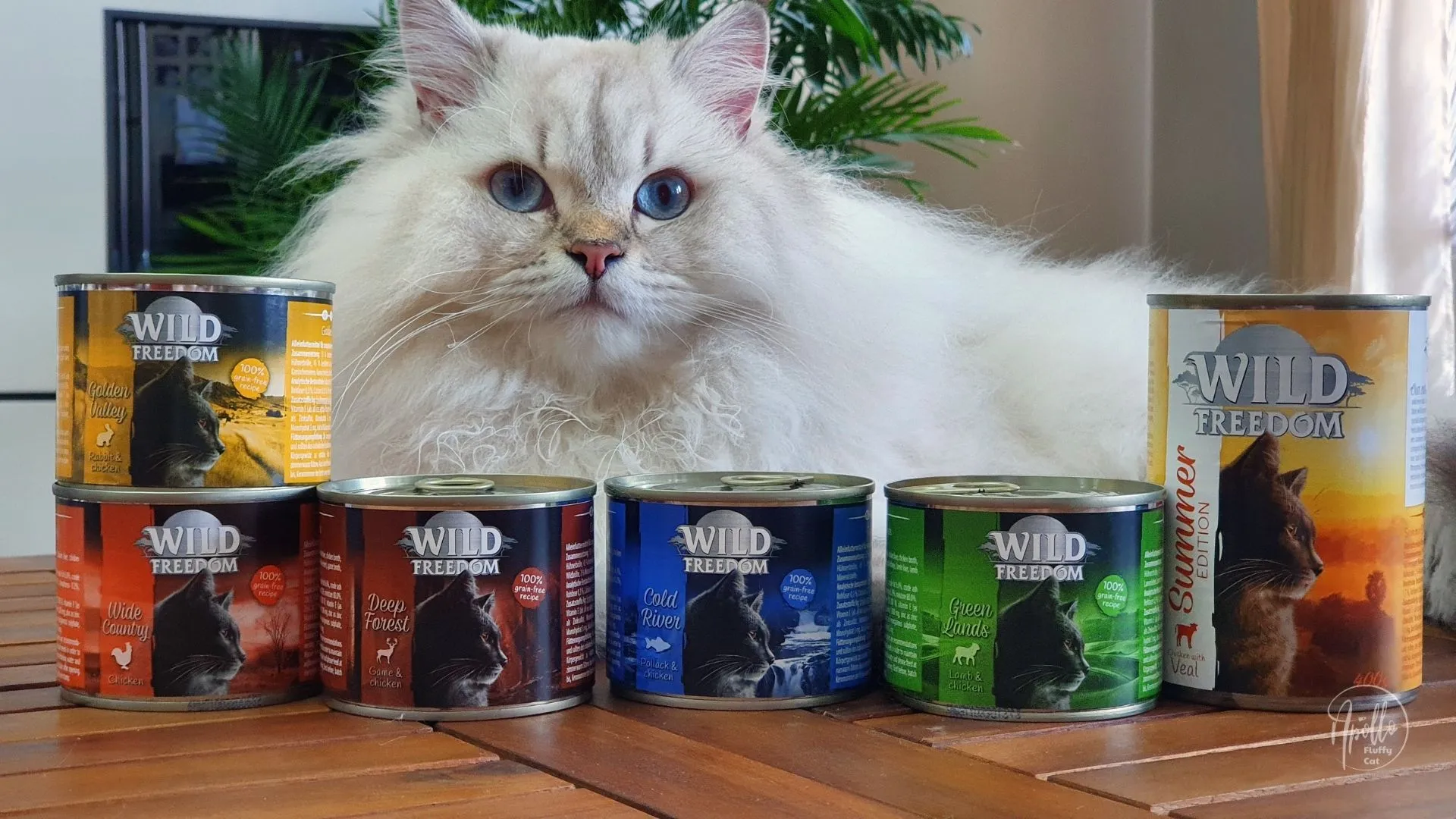 Katze Apollo isst Wild Freedom Nassfutter