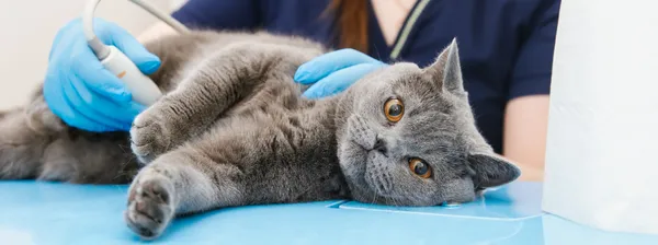 Katze erhält Bauchultraschall zur Diagnose einer Magenschleimhautentzündung.