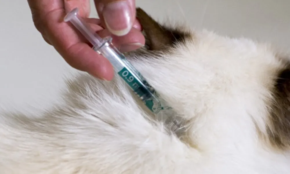 Katze erhält ein Spot-on Zeckenmittel im Nacken für effektiven Zeckenschutz.