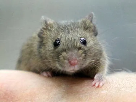 Katze fängt eine Maus als natürliche Beute