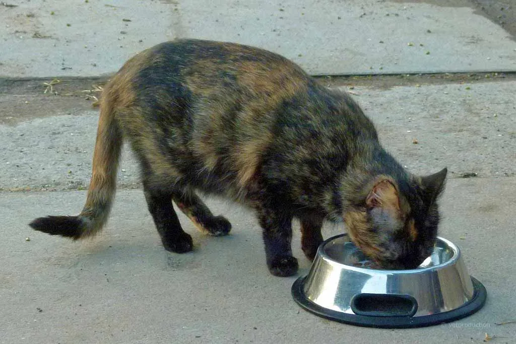 Katze frisst aus einem Napf