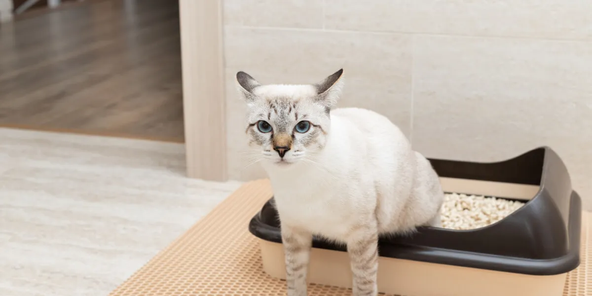 Katze im Katzenklo, die möglicherweise von einer Windel profitieren könnte