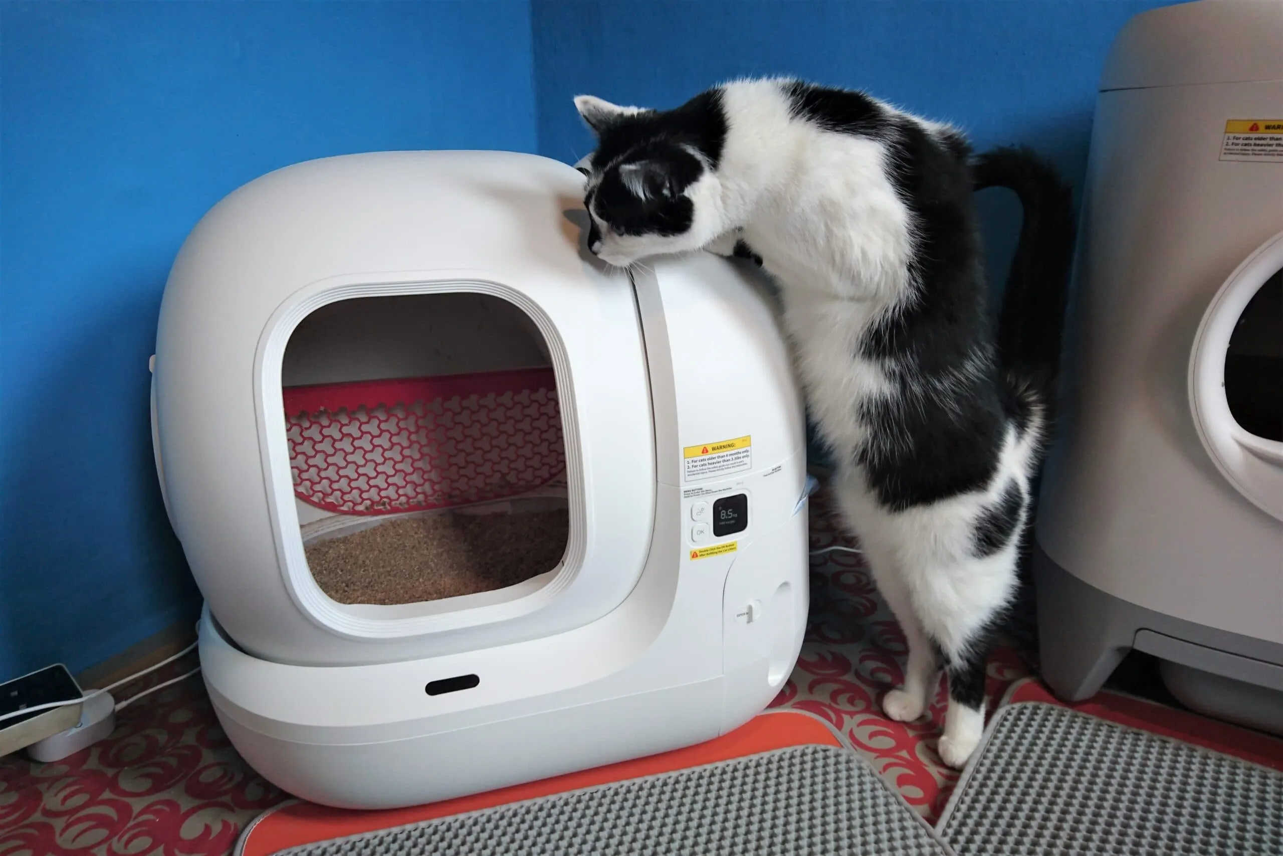 Katze Juno nutzt das Petkit Pura Max gelegentlich
