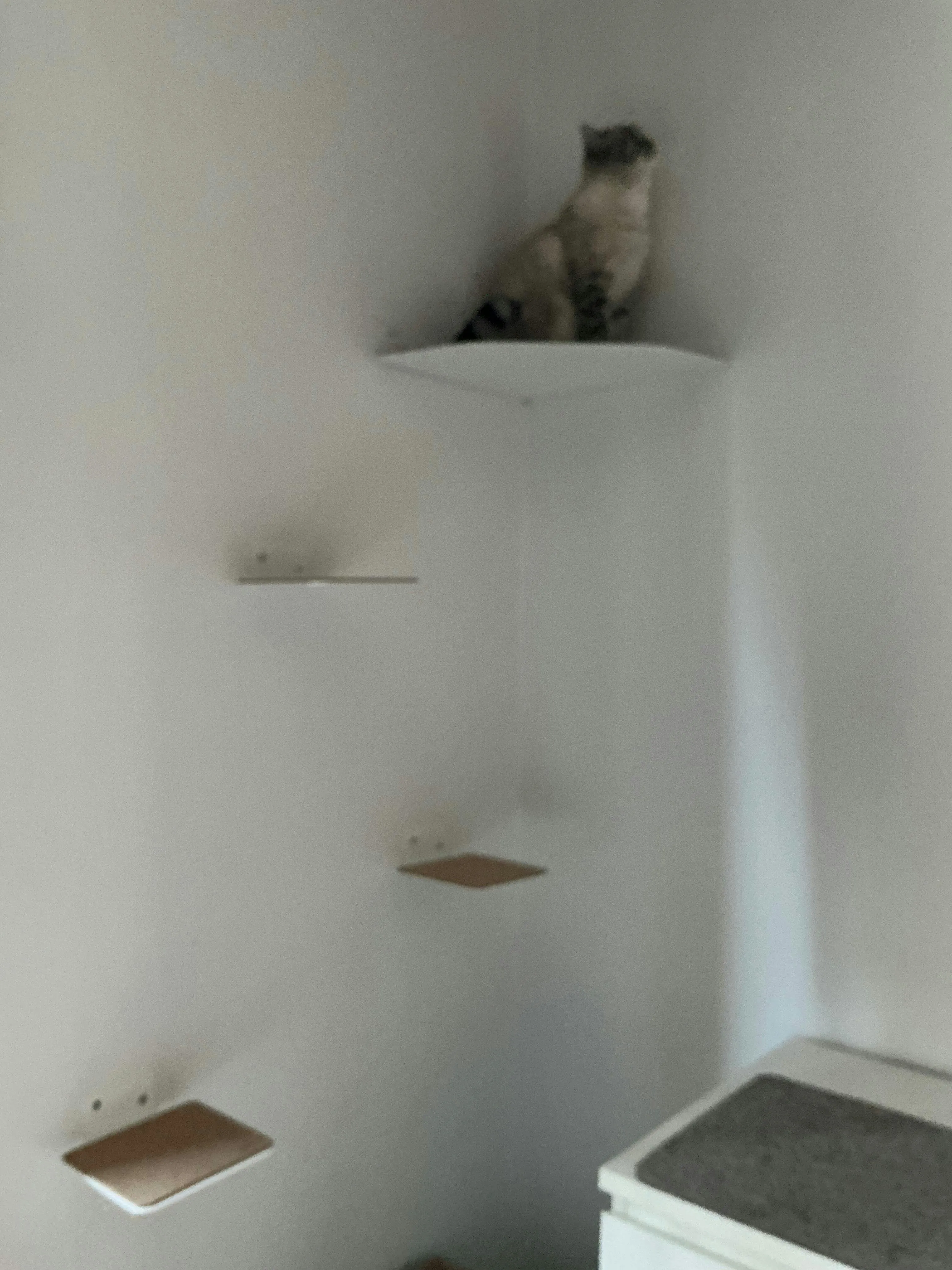 Katze klettert geschickt eine LucyBalu Katzentreppe hinauf, die mit anderen Elementen verbunden ist