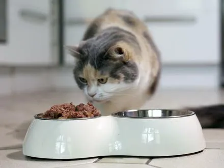 Katze lehnt neues Futter ab: Schwierigkeiten bei der Futterumstellung