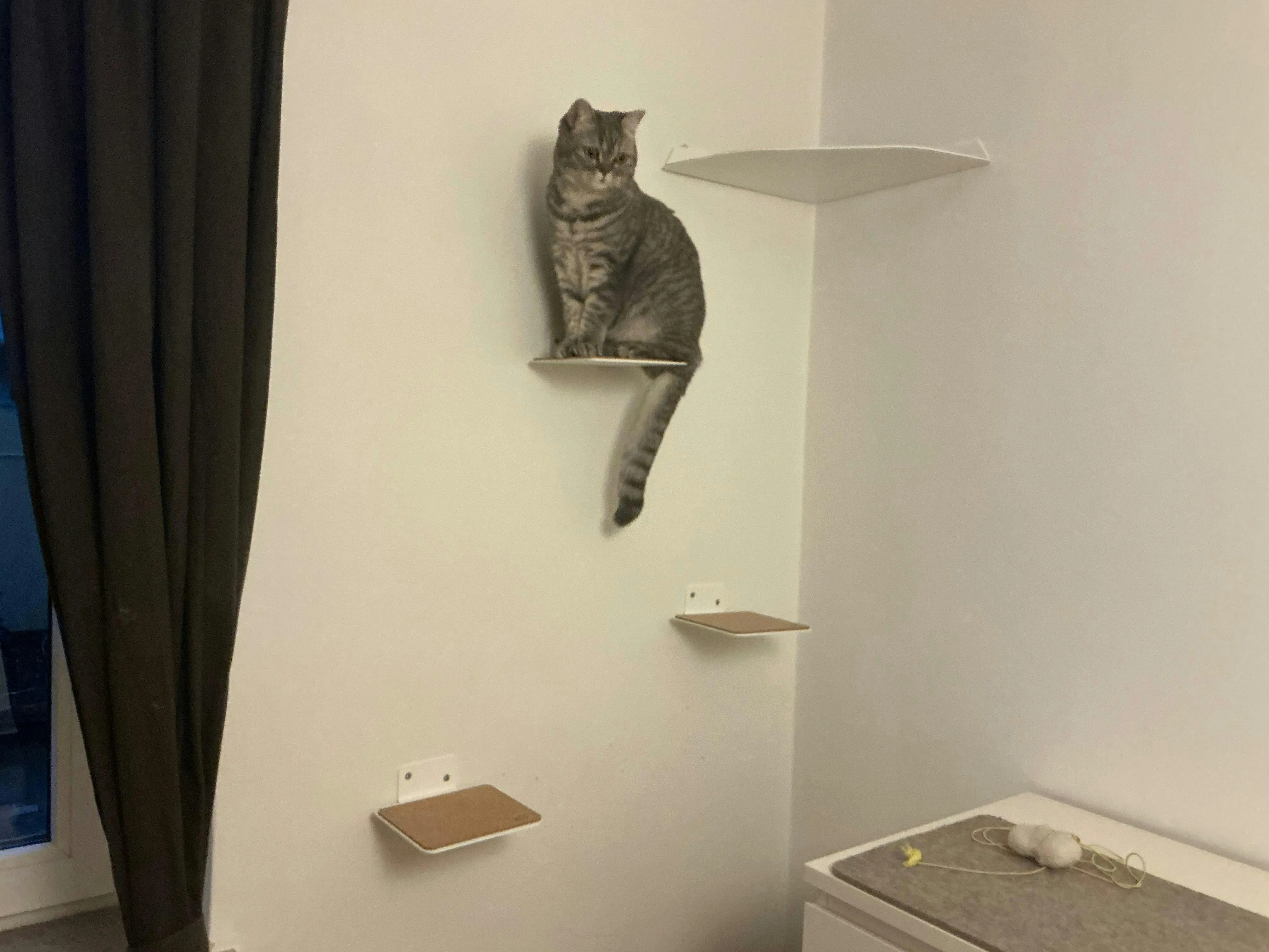 Katze liegt entspannt auf einer breiten LucyBalu Katzentreppe mit Filzauflage, die an einer weißen Wand befestigt ist