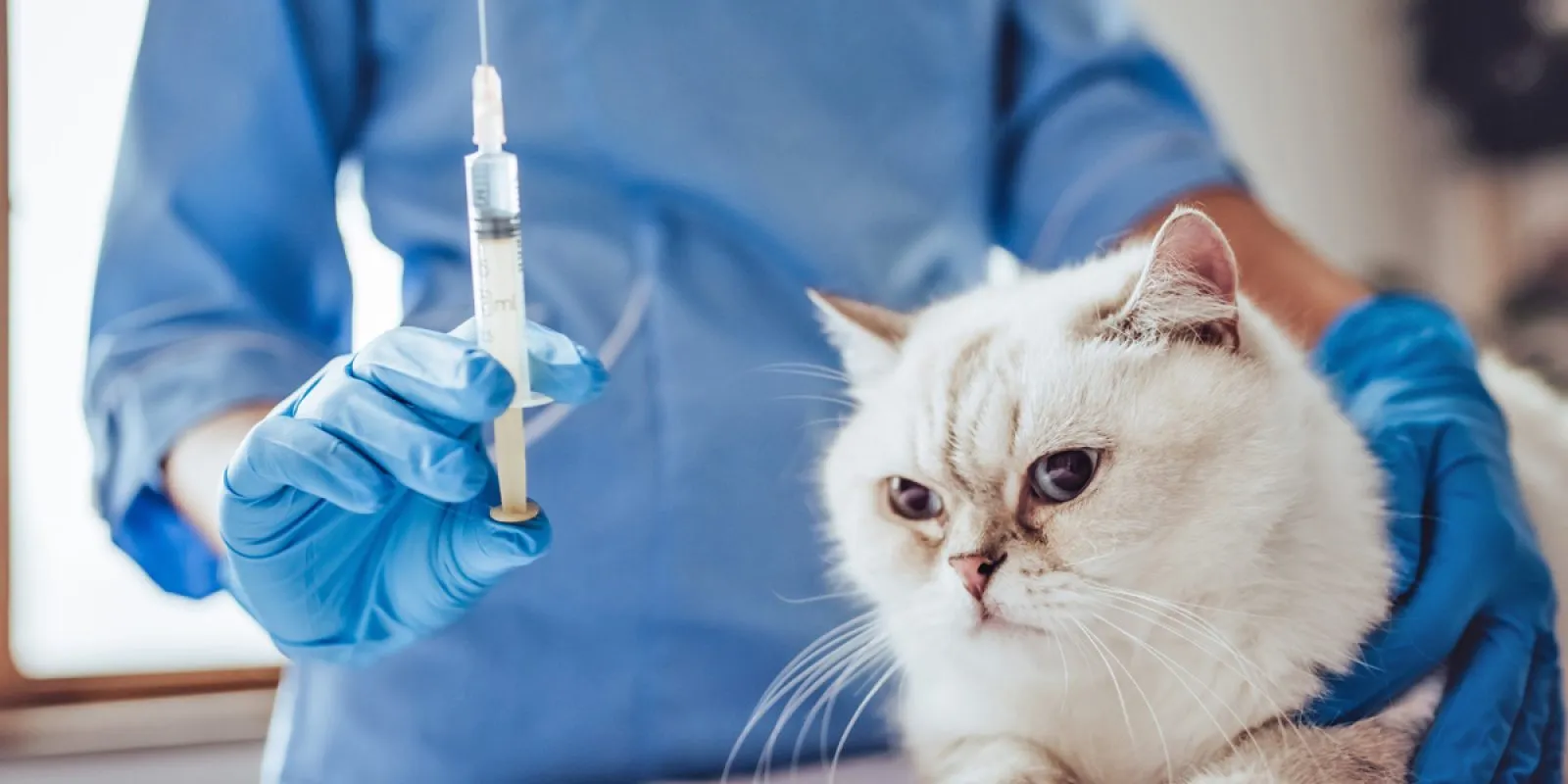 Katze mit großer Halskrause nach einer Operation, die wichtige Wundheilung schützt