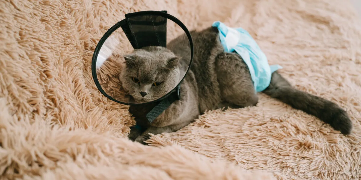 Katze mit Halskragen und Windel zur Genesung nach einem Trauma