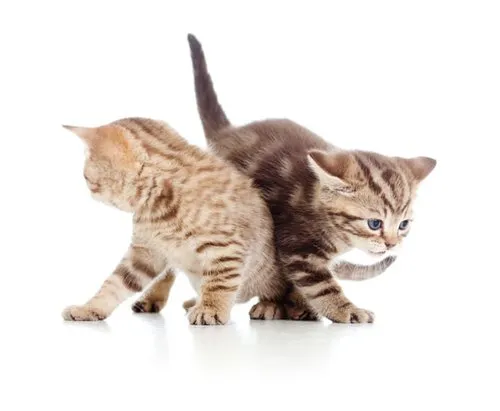 Katze mit Schnupfen-Symptomen