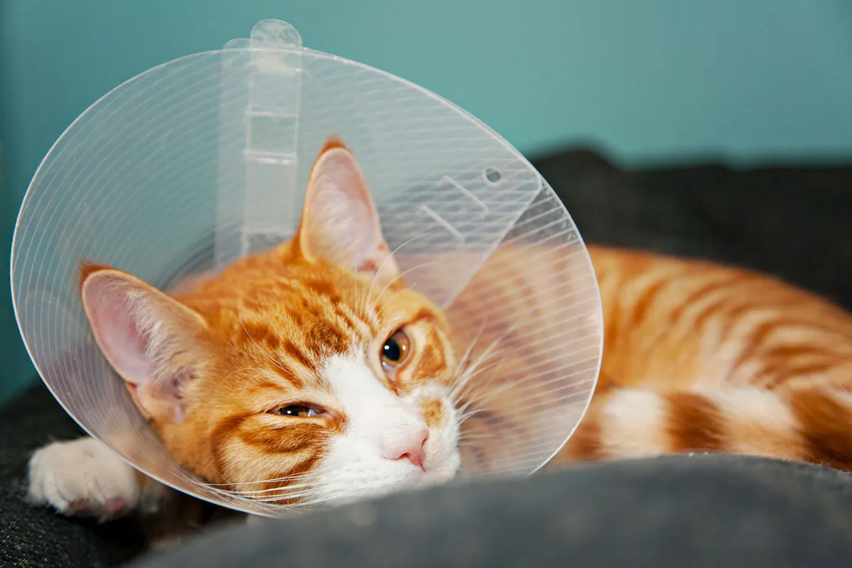 Katze schläft bequem mit Halskrause