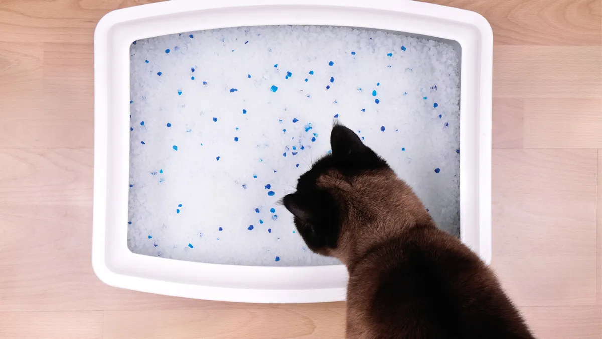 Katze schnüffelt an Silikatstreu im großen Katzenklo