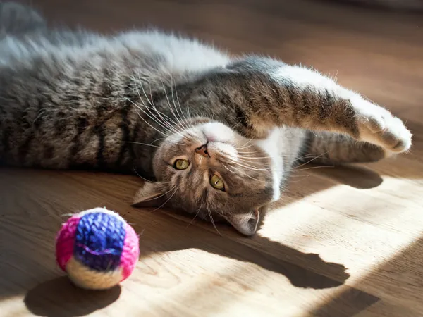 Katze spielt mit einer Spielangel