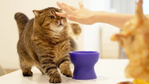Katze trinkt Wasser aus Napf zur Unterstützung der Nierengesundheit