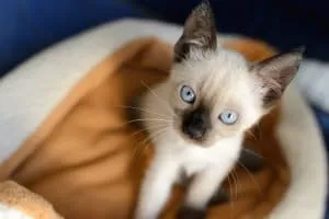 Katze und Hund: Laut Mietrecht gelten diese Haustiere nicht als Kleintiere und bedürfen der Vermieterzustimmung in Mietwohnungen.