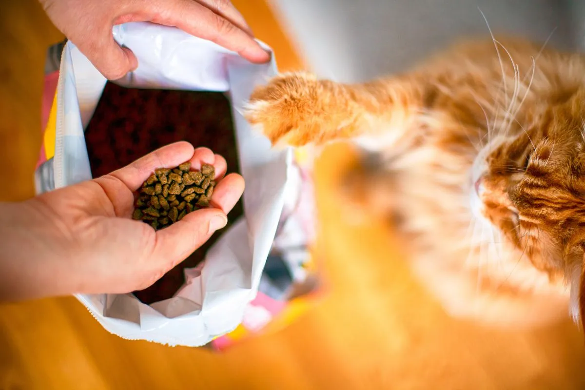Katzenbesitzerin füllt Trockenfutter aus einem Beutel, eine neugierige Katze springt nach dem Futter.