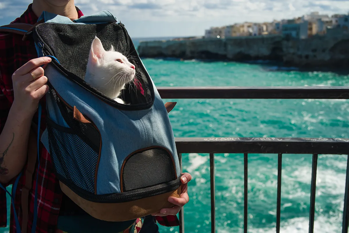 Katzenrucksack mit Aussicht für die Katze