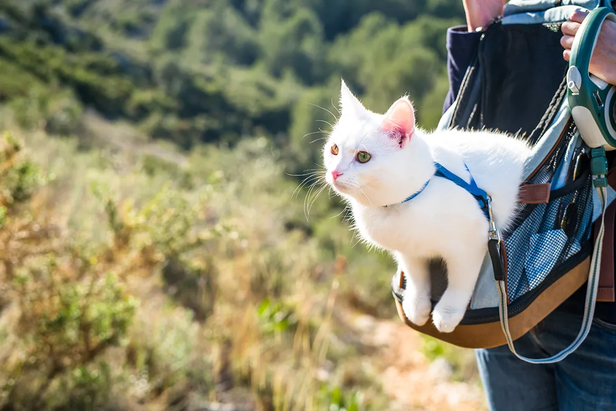 Katzenrucksack zum Wandern