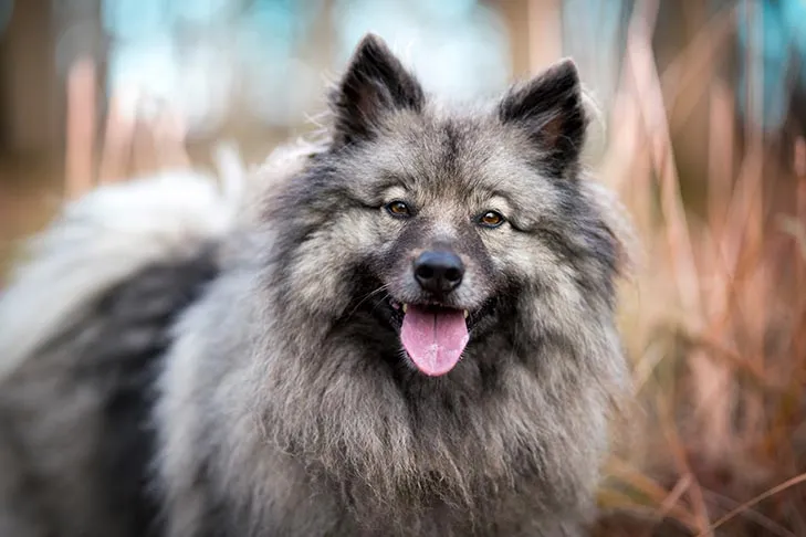 Keeshond Kopfporträt im Freien.